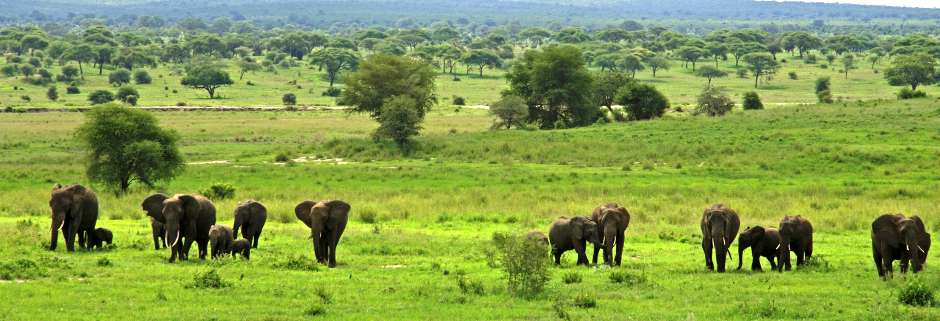 Lake Manyara / Serengeti Plains / Ngorogoro Crater / Tarangire  6 Days  Wildlife